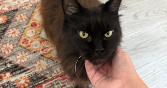 emilie pet sitter à PEROLS 34470_1