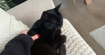 hanelore pet sitter à RENNES 35000_2