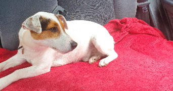 nina pet sitter à ST AVE 56890_5