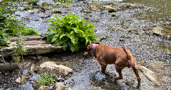 mathilde  pet sitter à Bienvillers au bois 62111_2