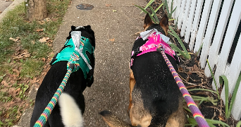 mallaury pet sitter à MESSY 77410_2