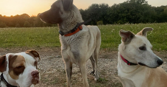 elea pet sitter à FLAVIGNAC 87230_1
