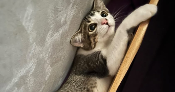 daniela pet sitter à NEUILLY PLAISANCE 93360_1