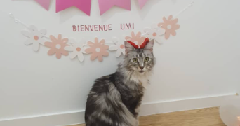 khadydia cat sitter à BOULOGNE BILLANCOURT 92100_4