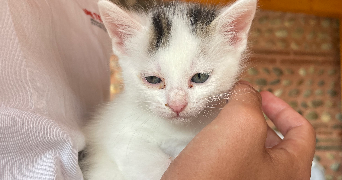 emie pet sitter à ST GIRONS 09200_5