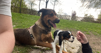 margot pet sitter à ARRAS 62000_3
