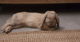 hélène pet sitter à LUDRES 54710_4