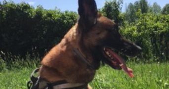 angelina pet sitter à LAXOU 54520_1