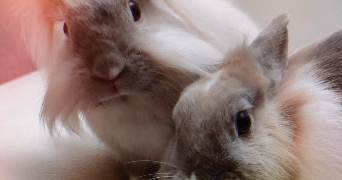 kevin pet sitter à FONTAINEBLEAU 77300_4