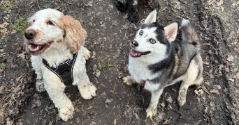 emilie pet sitter à GUYANCOURT 78280_5