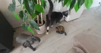 christelle pet sitter à Porcheville 78440