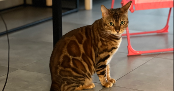 ludmilla pet sitter à TOURNEFEUILLE 31170_3