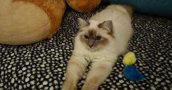 antoaneta pet sitter à LE PECQ 78230_6