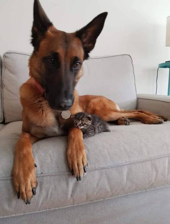 audrey pet sitter à Bois le roi  77590_10