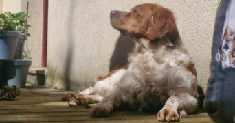 délia pet sitter à BETTON 35830_2