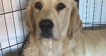 pauline pet sitter à LORQUIN 57790_2