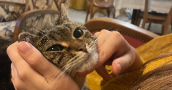 aglaé pet sitter à BREST 29200_2