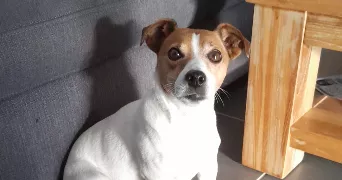 noelie pet sitter à ST SAVIN 38300