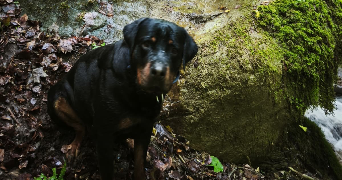 karina pet sitter à EVIAN LES BAINS 74500_1
