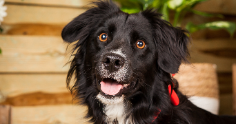 camille pet sitter à Beaulieu sous la Roche 85190_5