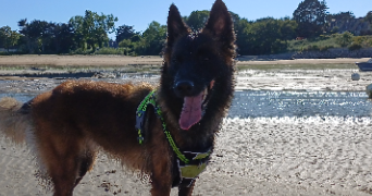 anne-marie pet sitter à Le Hinglé 22100_6