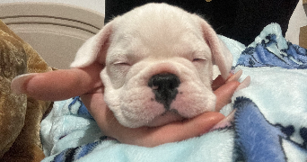 océane pet sitter à OPPY 62580_1