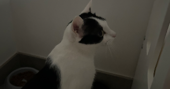 océane pet sitter à MAS GRENIER 82600_6