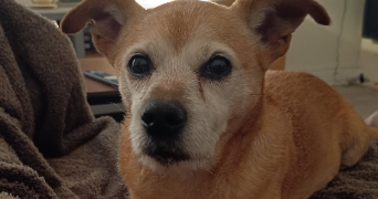 laura pet sitter à ALGRANGE 57440_7