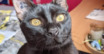 marie-dominique pet sitter à AJACCIO 20090_7