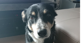 anthony pet sitter à LE TEIL 07400_0