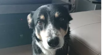 anthony pet sitter à LE TEIL 07400