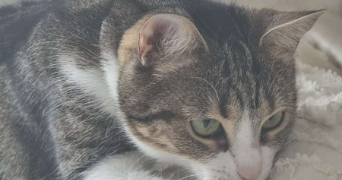 chloe pet sitter à Crisolles 60400_1