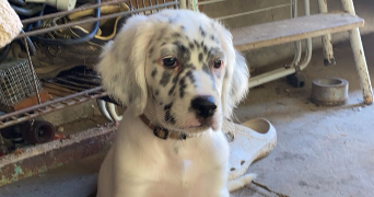 mayline pet sitter à BOUVESSE QUIRIEU 38390_3