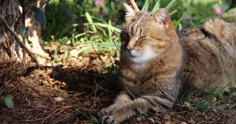 edwina pet sitter à ANTIBES 06600_2