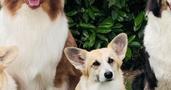 stéphanie pet sitter à AVREUIL 10130_1