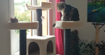 sandra pet sitter à MOISSAC 82200_9