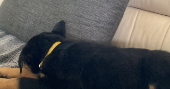 anaïs pet sitter à RAUVILLE LA BIGOT 50260_5