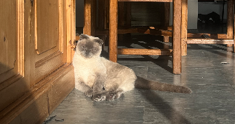 liliane pet sitter à ST JEAN DE LUZ 64500_0