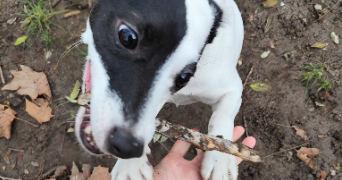 solene pet sitter à PARIS 20 75020_4