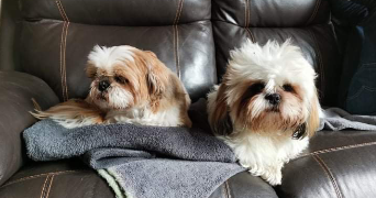 adèle pet sitter à BOURTH 27580_2