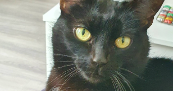 galadriel pet sitter à BOURG LA REINE 92340_2