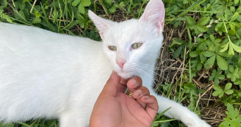 doryane pet sitter à CREPY EN VALOIS 60800_2