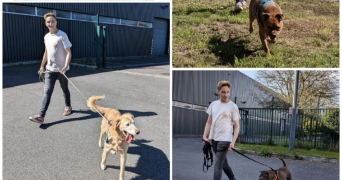 loann pet sitter à RENNES 35000_1
