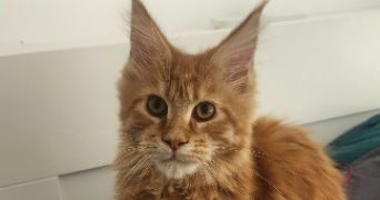 justine cat sitter à ST JEAN DE MONTS 85160_1