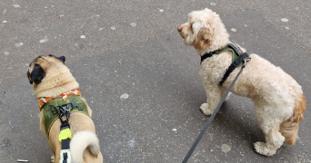 thomas pet sitter à PARIS 13 75013_1