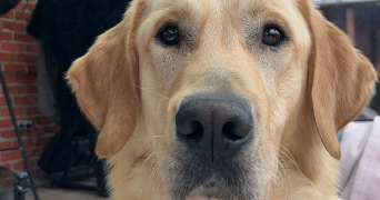 romane pet sitter à LA CAPELLE 02260_4