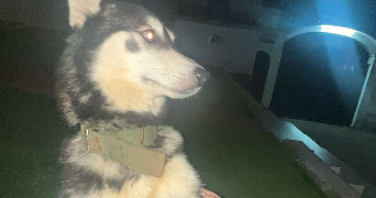 lea pet sitter à VILLENEUVE D ASCQ 59650_6