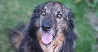 lucile pet sitter à VIRY CHATILLON 91170_3