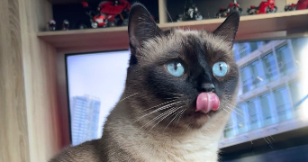 lilian cat sitter à CLERMONT FERRAND 63000_1