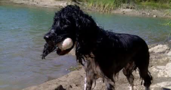 precillia pet sitter à SERVIAN 34290_2